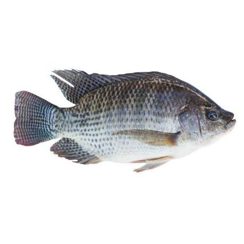 তেলাপিয়া মাছ