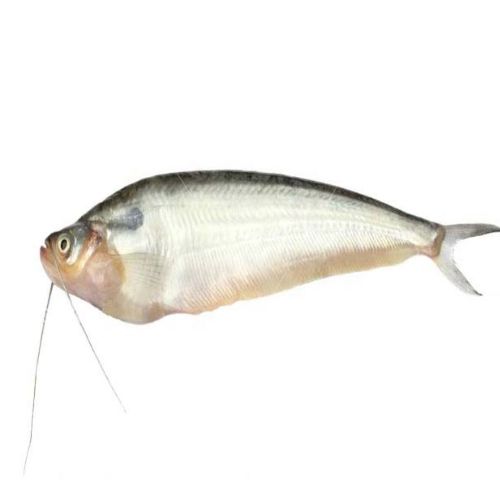 পাবদা মাছ