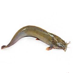 শিং মাছ