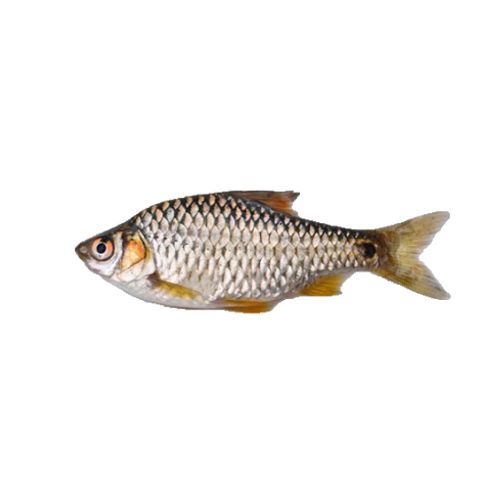 দেশী বিলের পুঁটি মাছ