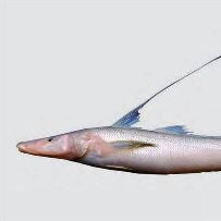 সামুদ্রিক বাইলা মাছ