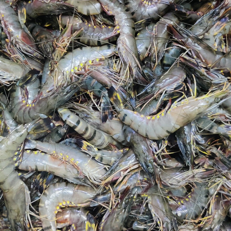 বাগদা চিংড়ি ছোট