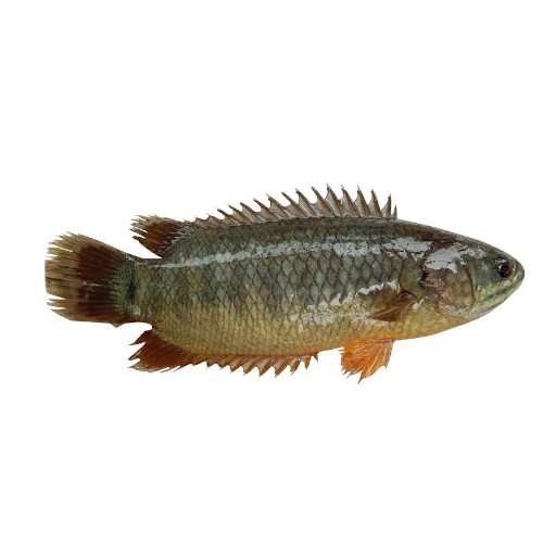 দেশী কৈ মাছ ছোট