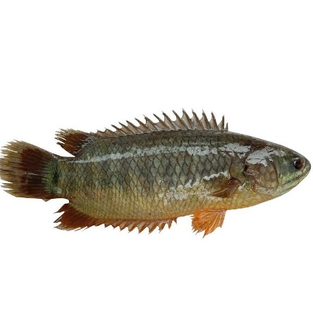 দেশী কৈ মাছ বড়