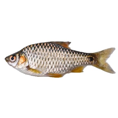 দেশী বিলের পুঁটি মাছ বড়
