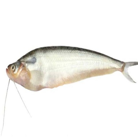 পাবদা মাছ মাঝারি