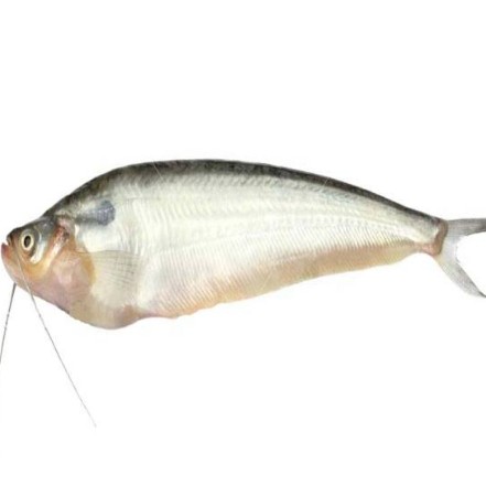পাবদা মাছ বড়