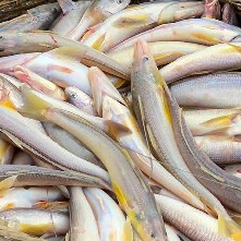 সামুদ্রিক বাইলা মাছ