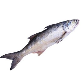 স্যালমন/তাইল্লা মাছ মাঝারি