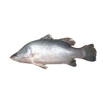 কোরাল/ভেটকি মাছ মাঝারি
