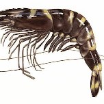 সামুদ্রিক টাইগার চিংড়ি মাঝারি